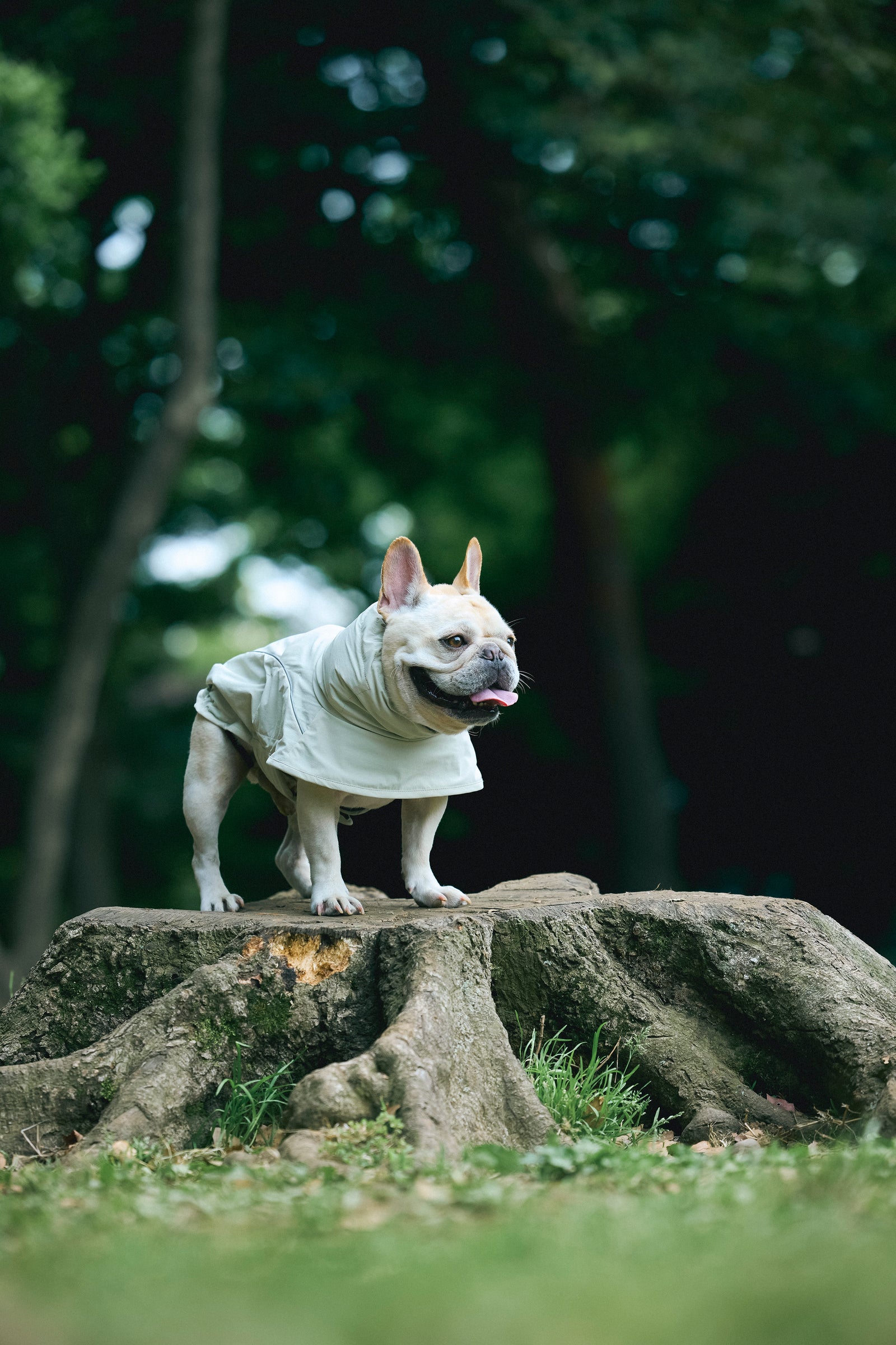 犬用クールネックポンチョ【暑さ対策・日差し対策・撥水】| UNIVERSAL