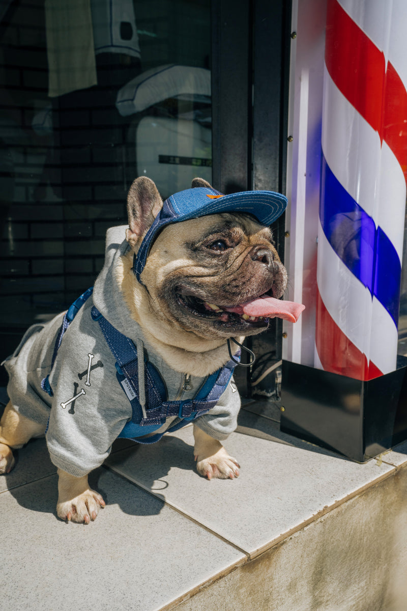 Pets cap【UO2543904SP】