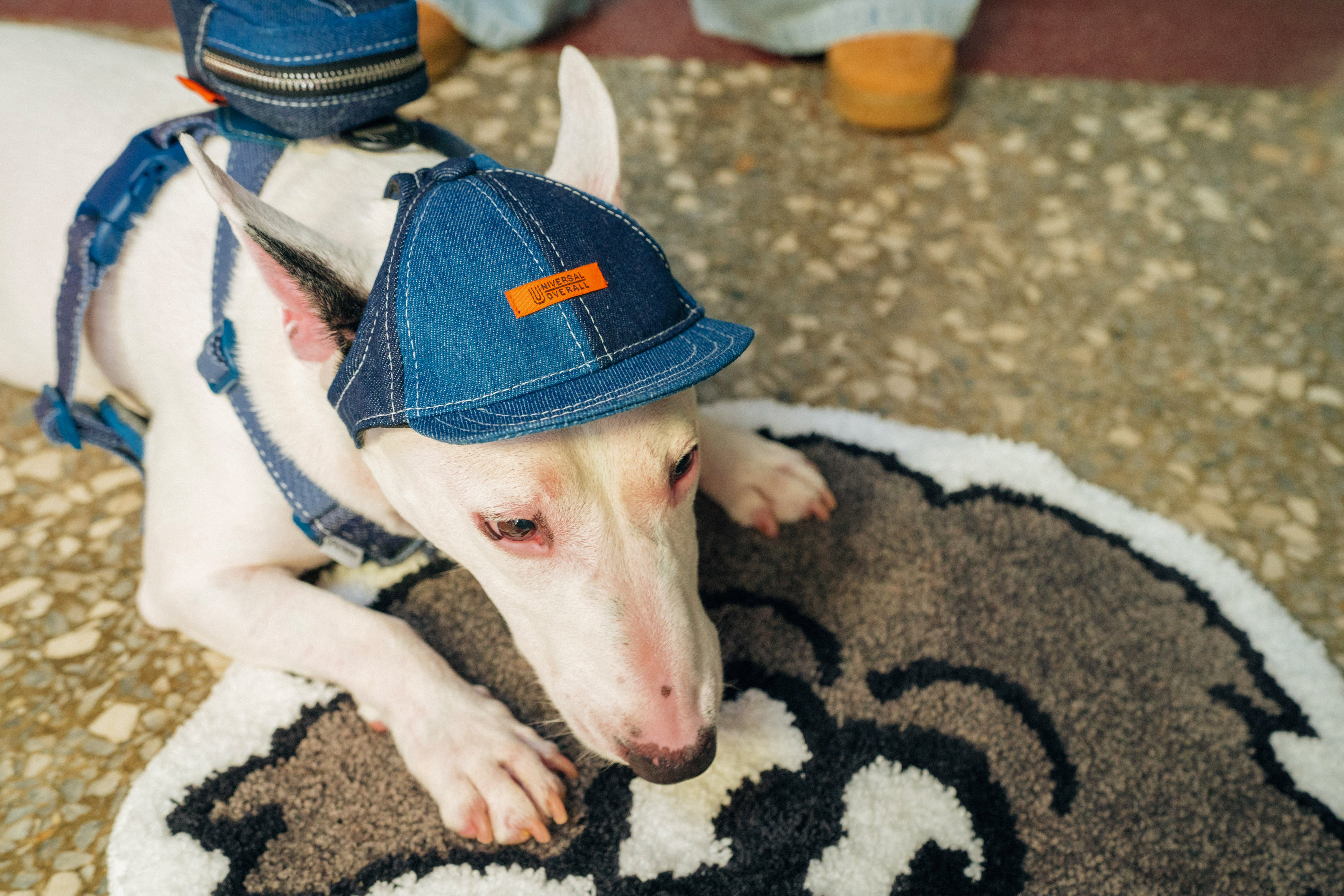 Pets cap【UO2543904SP】