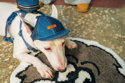犬用キャップ【SPUTNIK×UNIVERSAL OVERALLデニムシリーズ