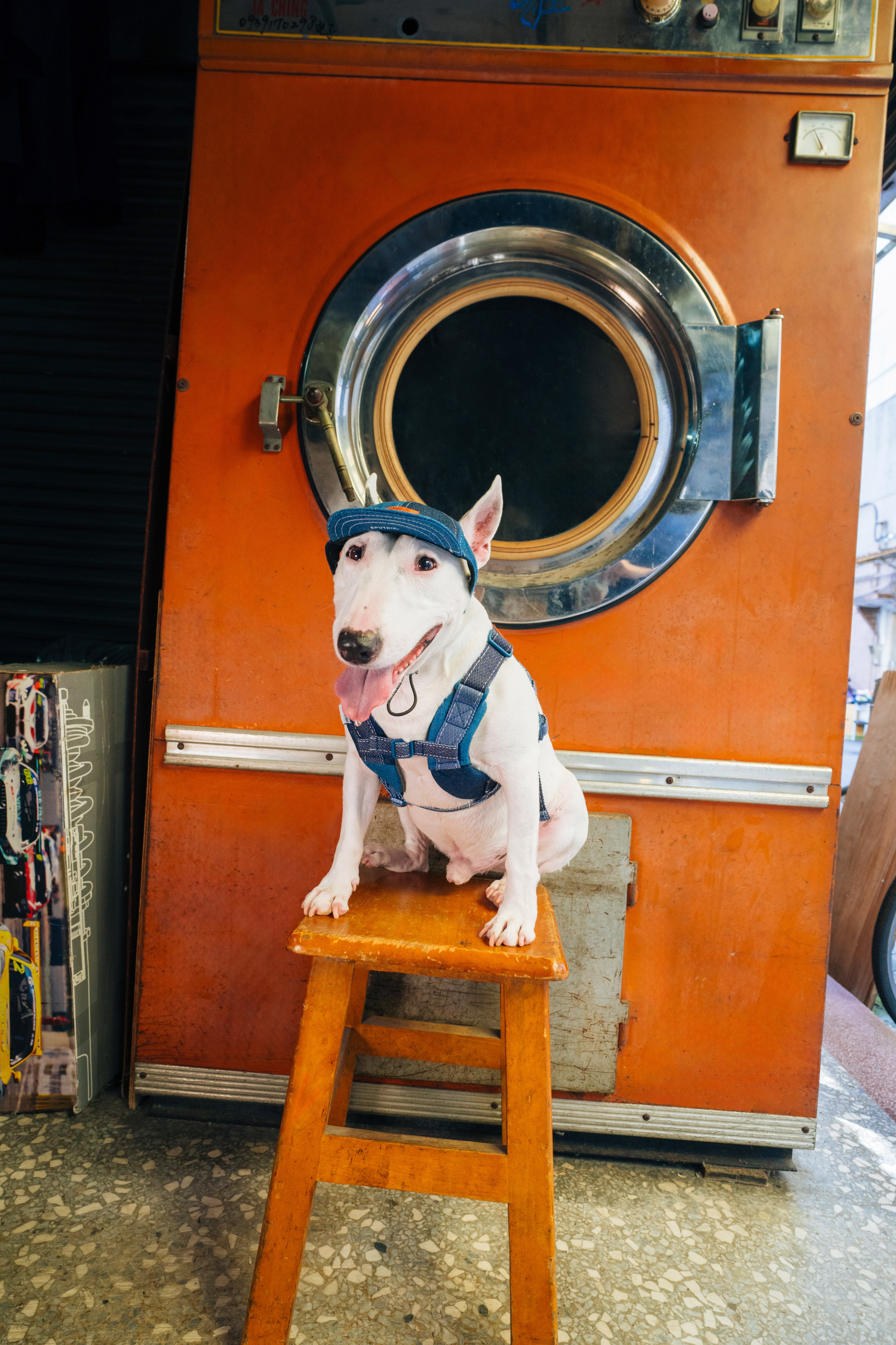 Pets cap【UO2543904SP】