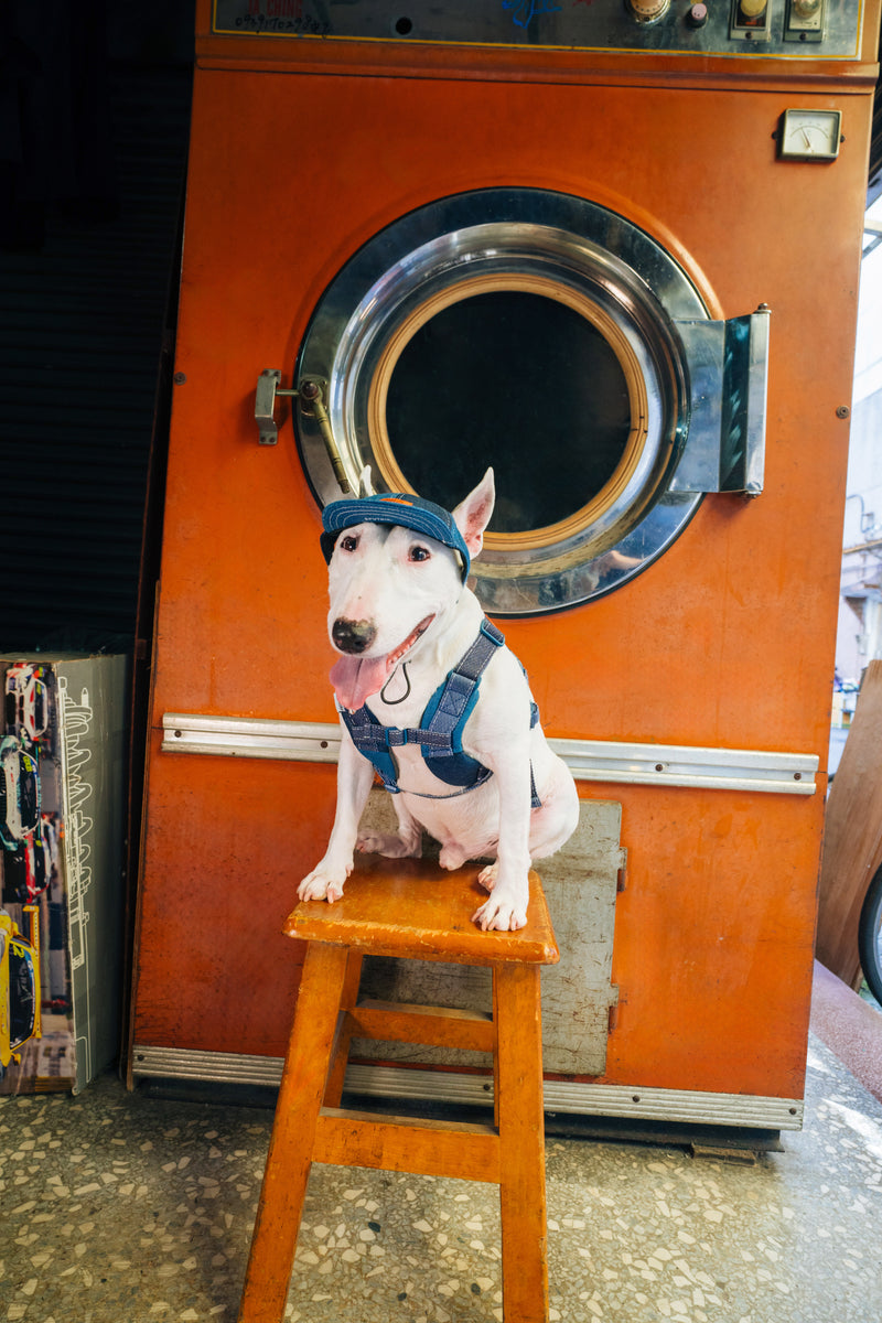 Pets cap【UO2543904SP】