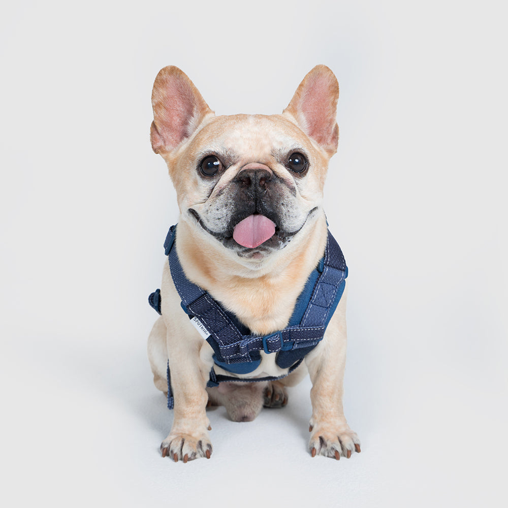 Harness-Mサイズ【UO2543902SP-M】