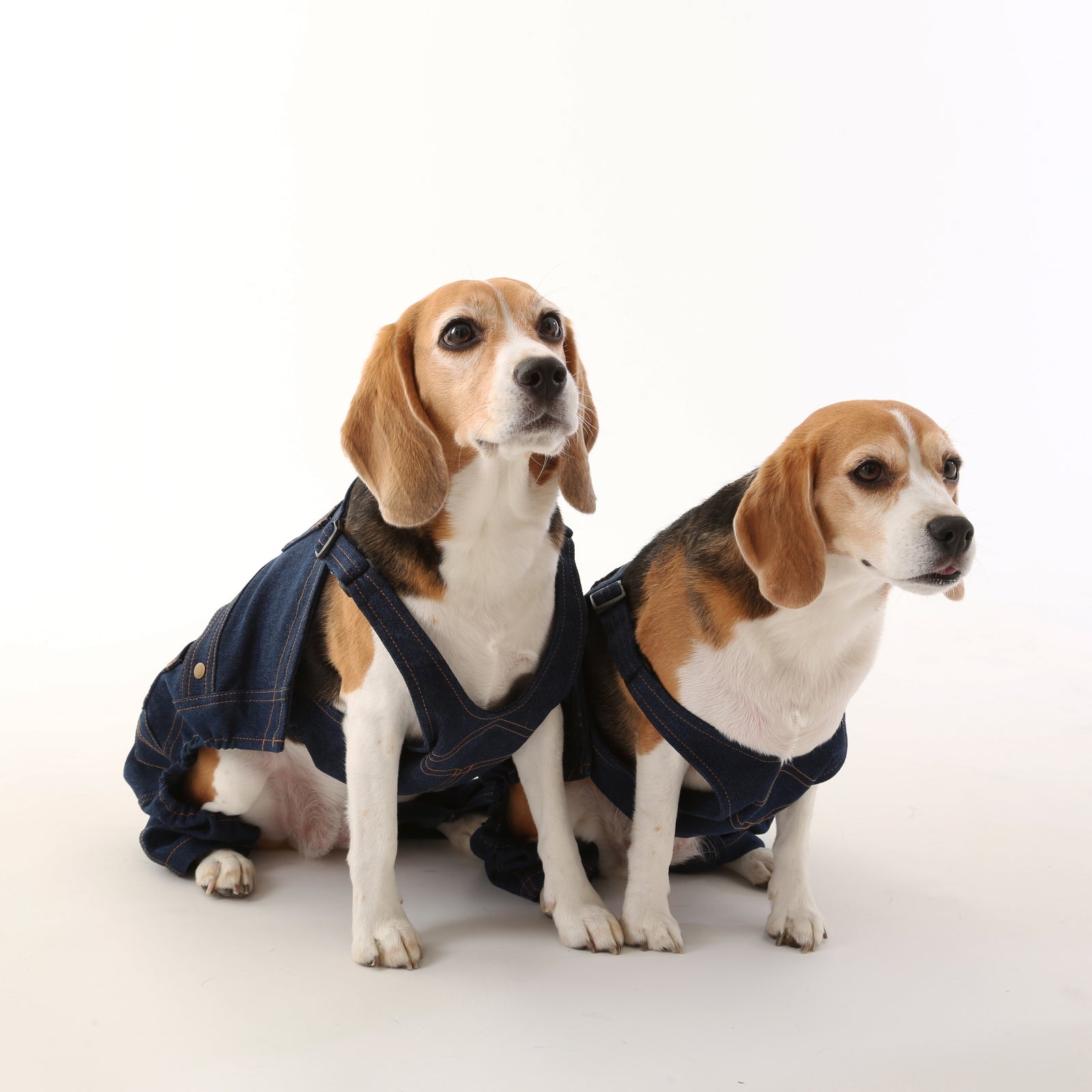 犬用デニムオーバーオール【インディゴ・ステッチ】| UNIVERSAL